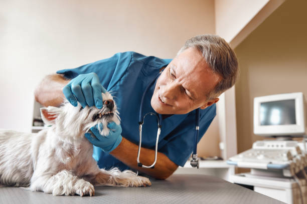 Best Emergency Dental Extractions in Stony Point, MI